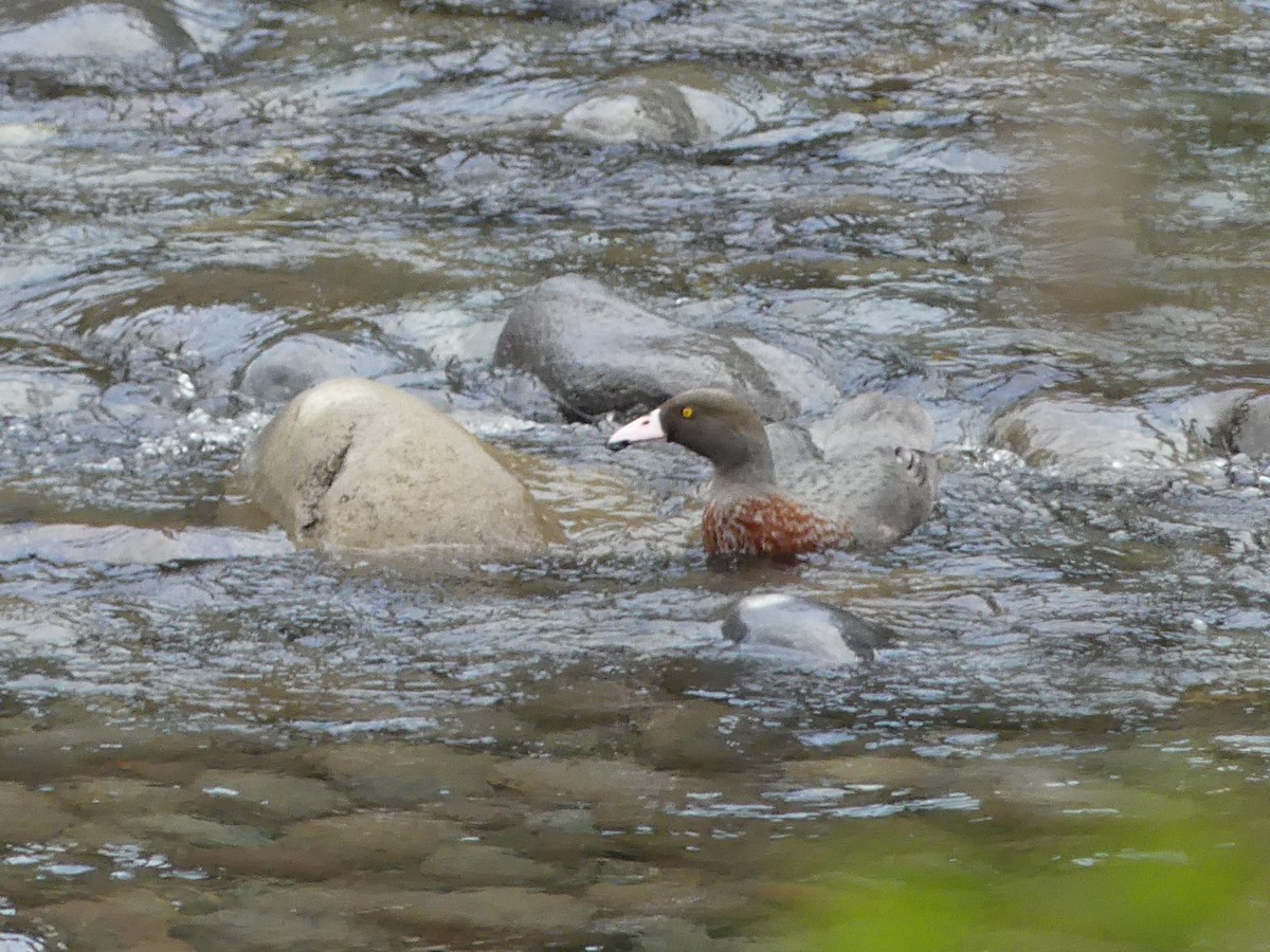 Blue Duck - ML642570303