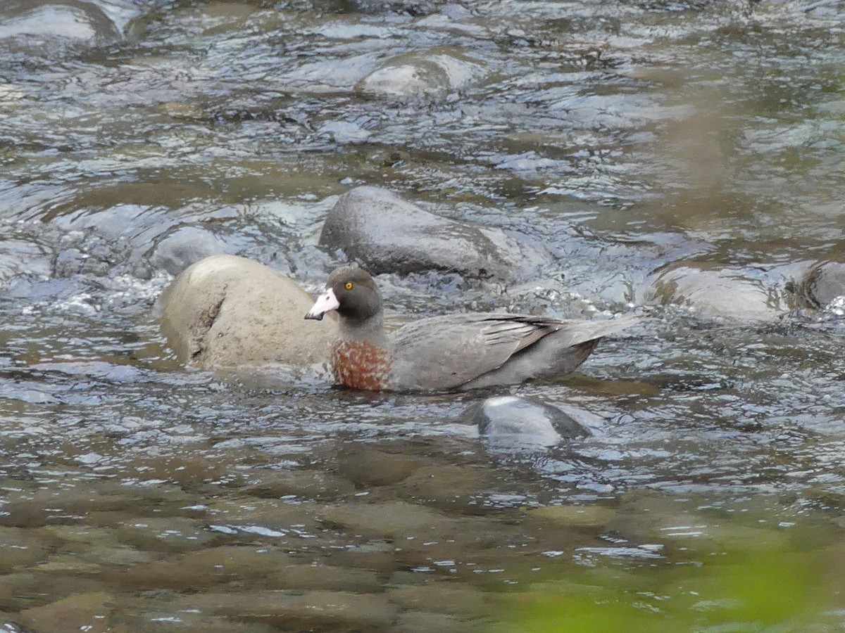 Blue Duck - ML642570304
