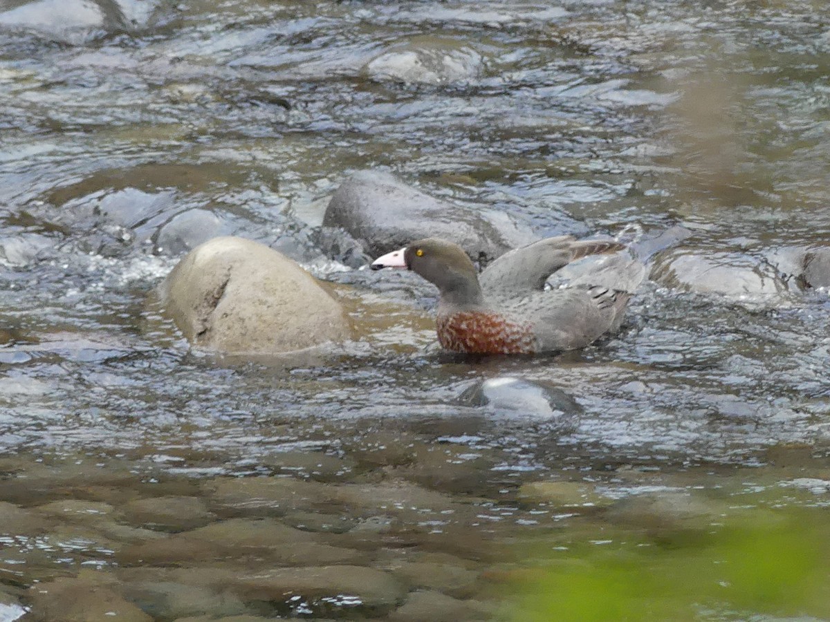 Blue Duck - ML642570305