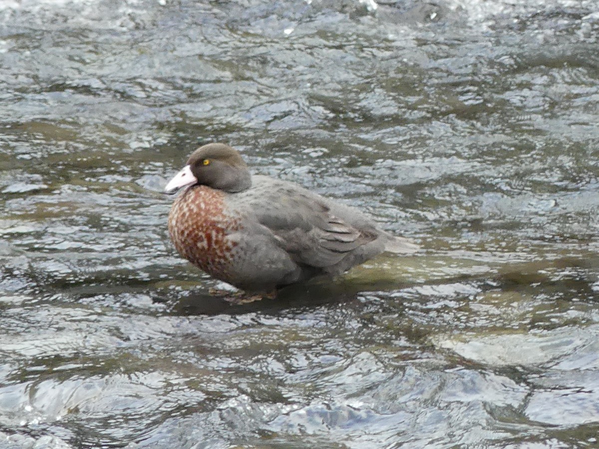 Blue Duck - ML642570306
