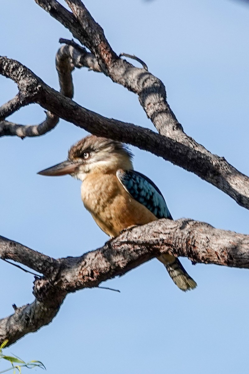 larmekokaburra - ML642570313