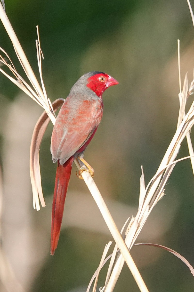Crimson Finch - ML642570318