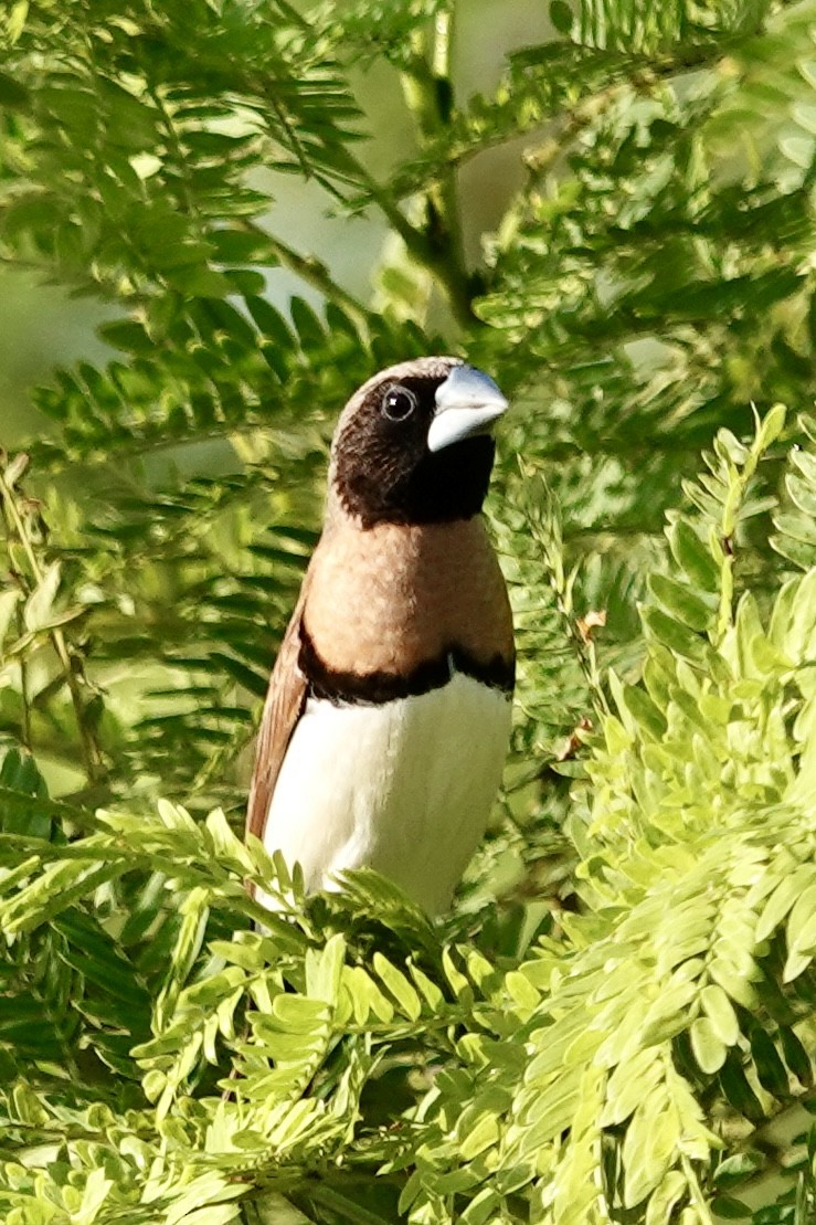 Chestnut-breasted Munia - ML642570323