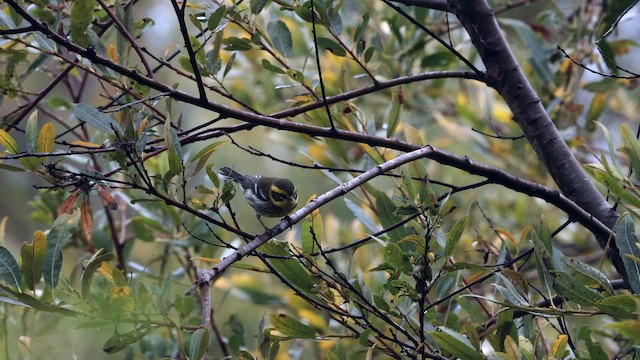 Townsend's Warbler - ML642570334
