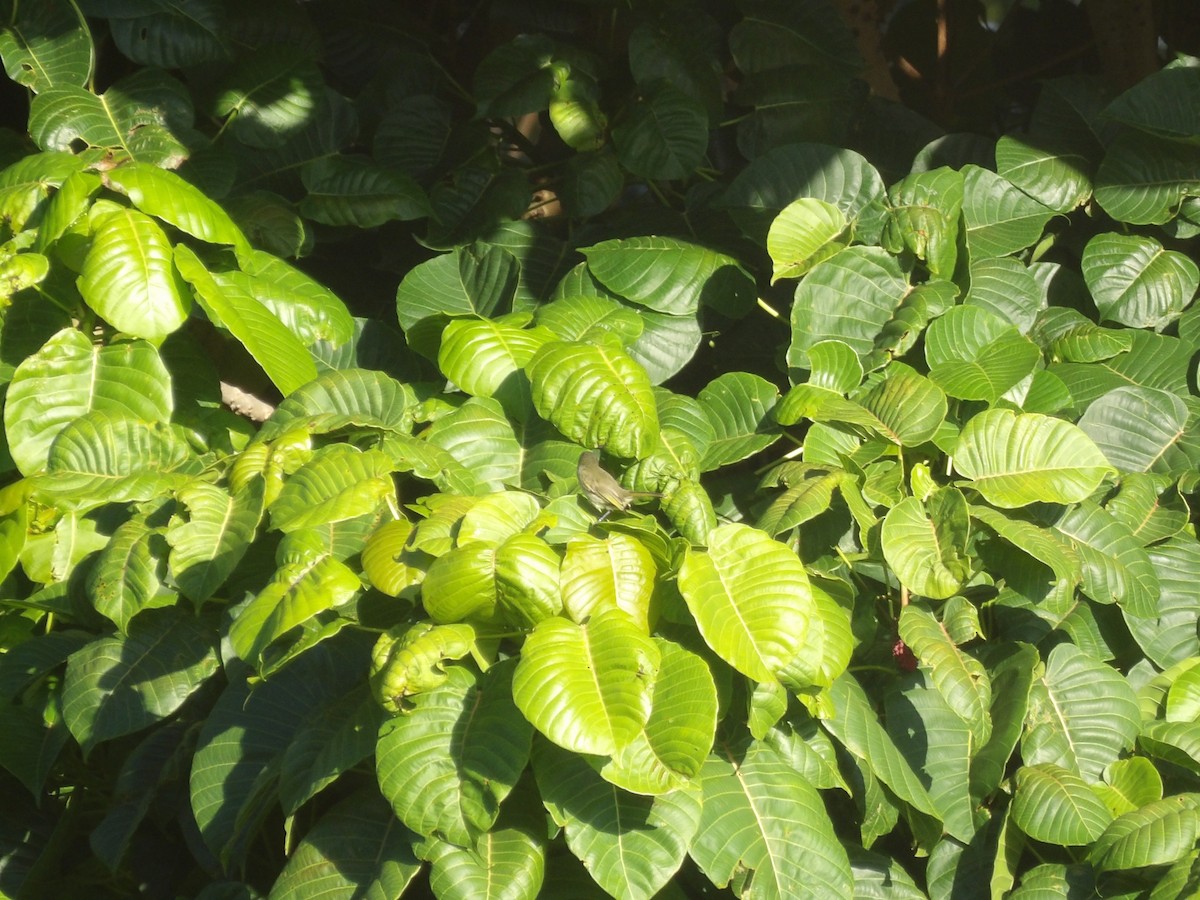 Venezuelan Tyrannulet - ML642570364