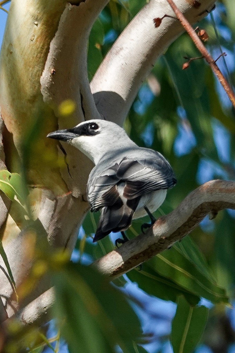 White-bellied Cuckooshrike - ML642570370
