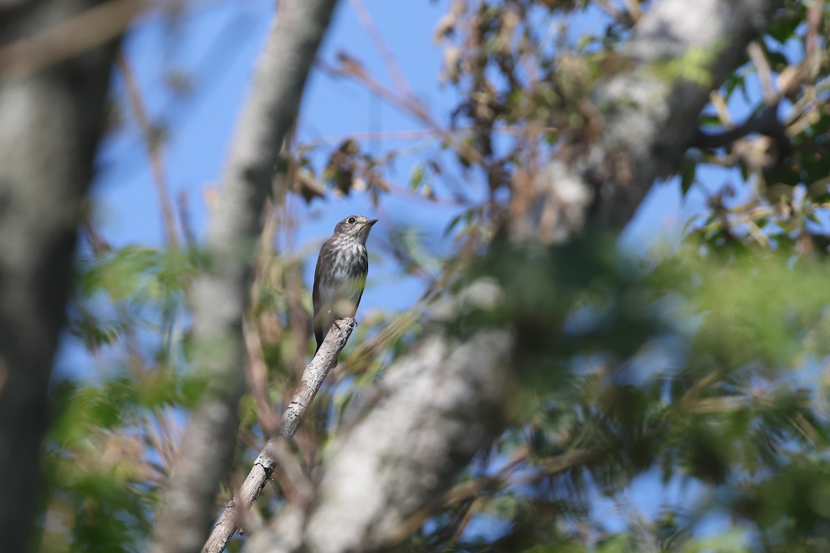 Gray-streaked Flycatcher - ML642570371