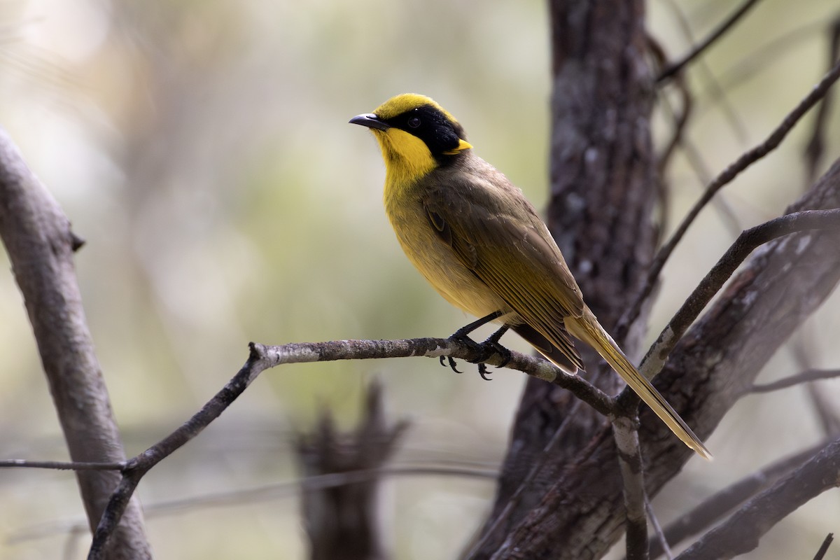 Yellow-tufted Honeyeater - ML642570377