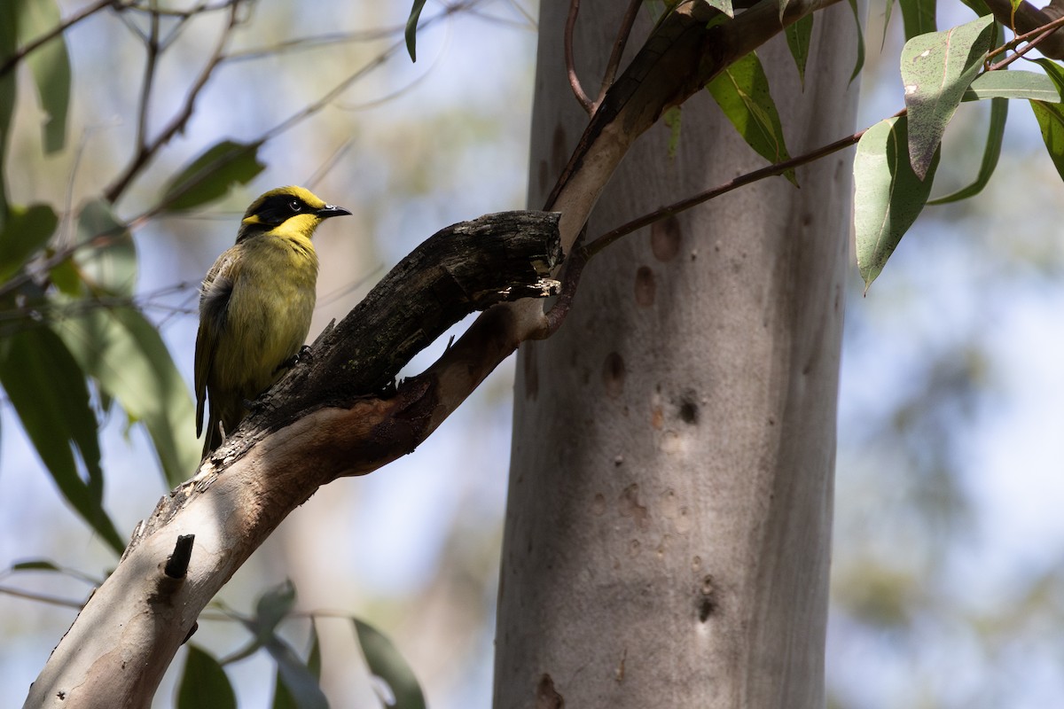 Yellow-tufted Honeyeater - ML642570380