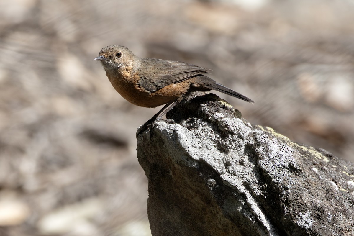 Rockwarbler - ML642570390