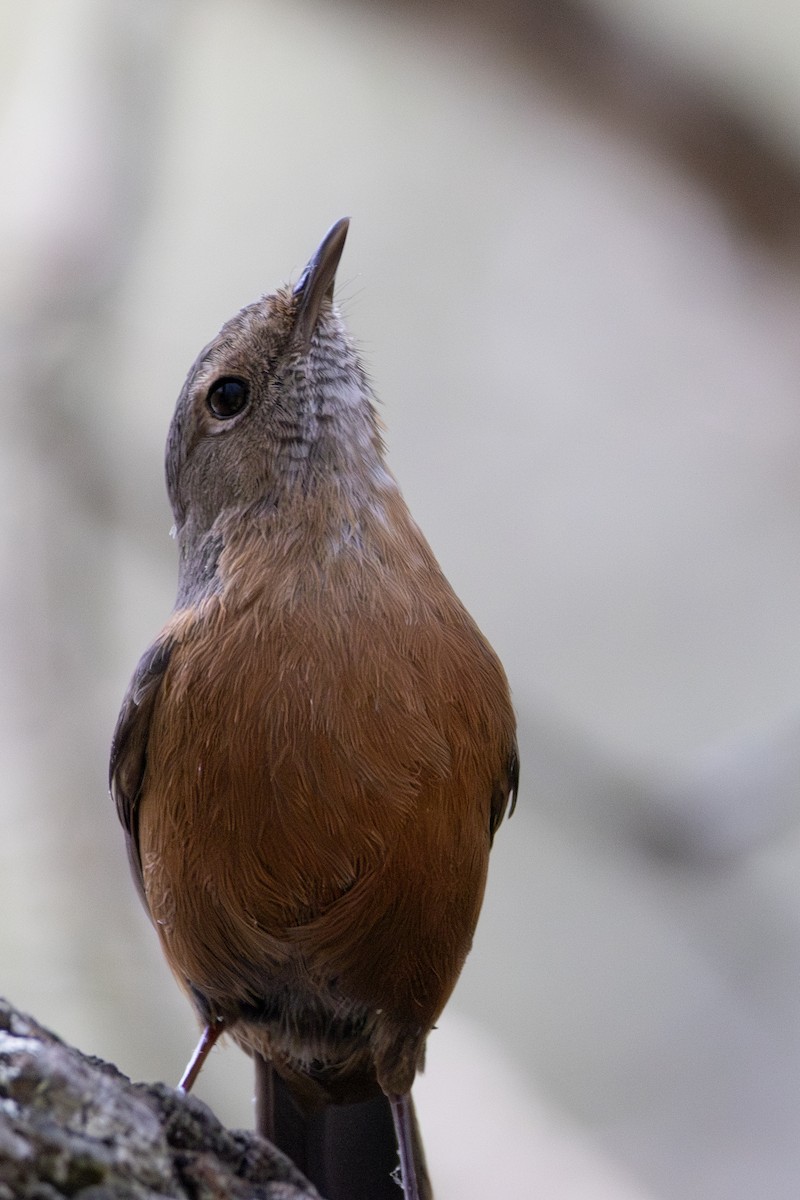 Rockwarbler - ML642570395