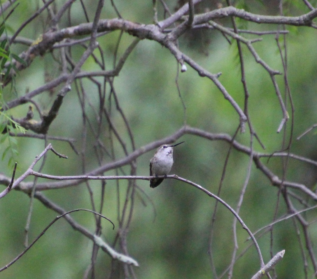 hummingbird sp. - ML642570396