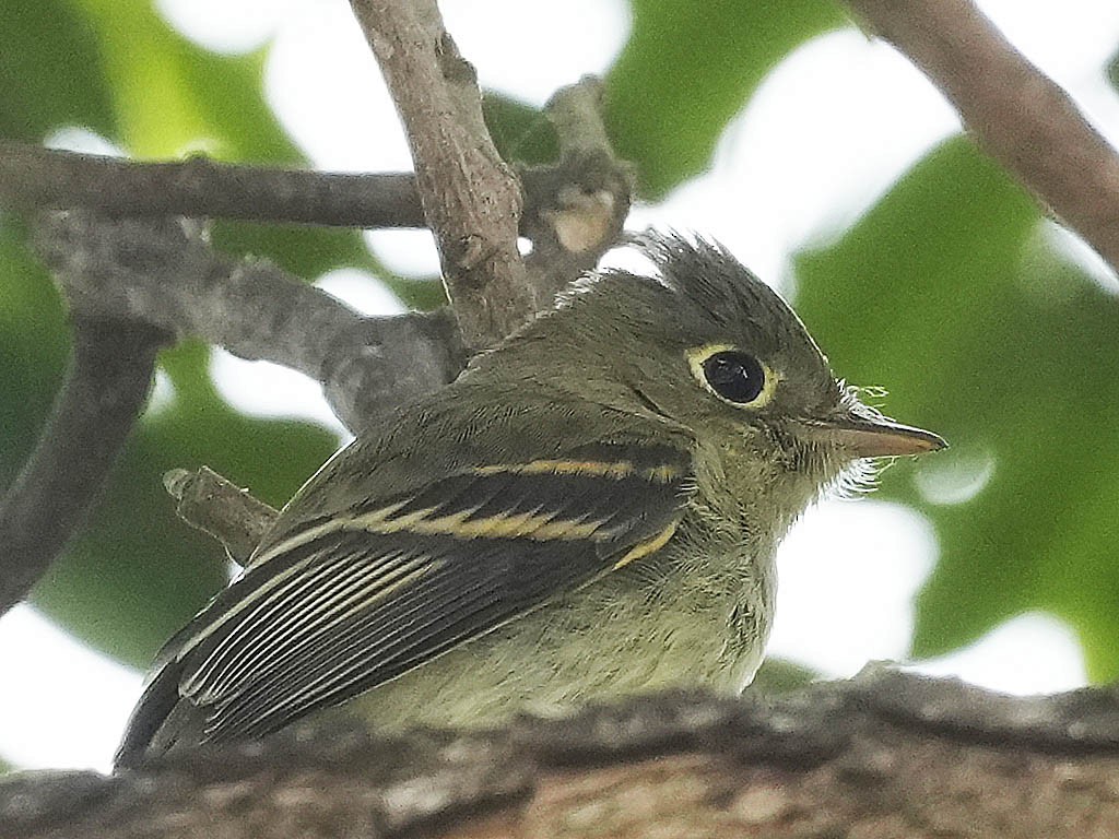 Western Flycatcher (Pacific-slope) - ML642570399