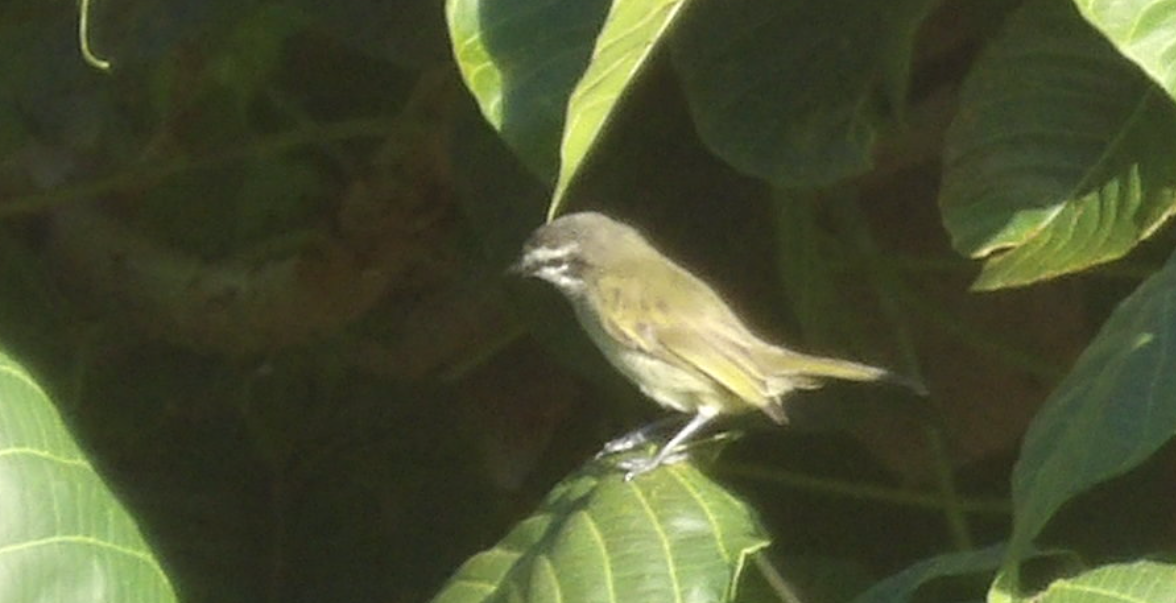 Venezuelan Tyrannulet - ML642570401