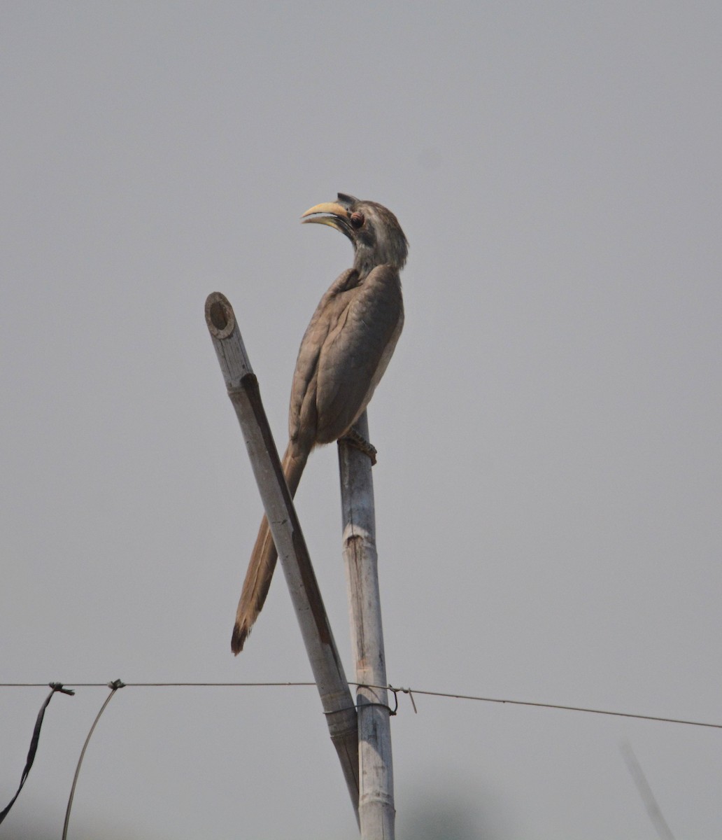 Indian Gray Hornbill - ML642570424