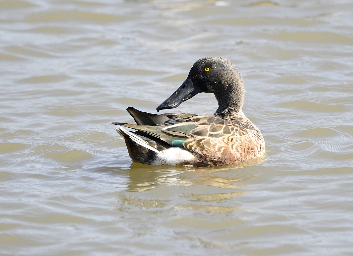 Northern Shoveler - ML642570435
