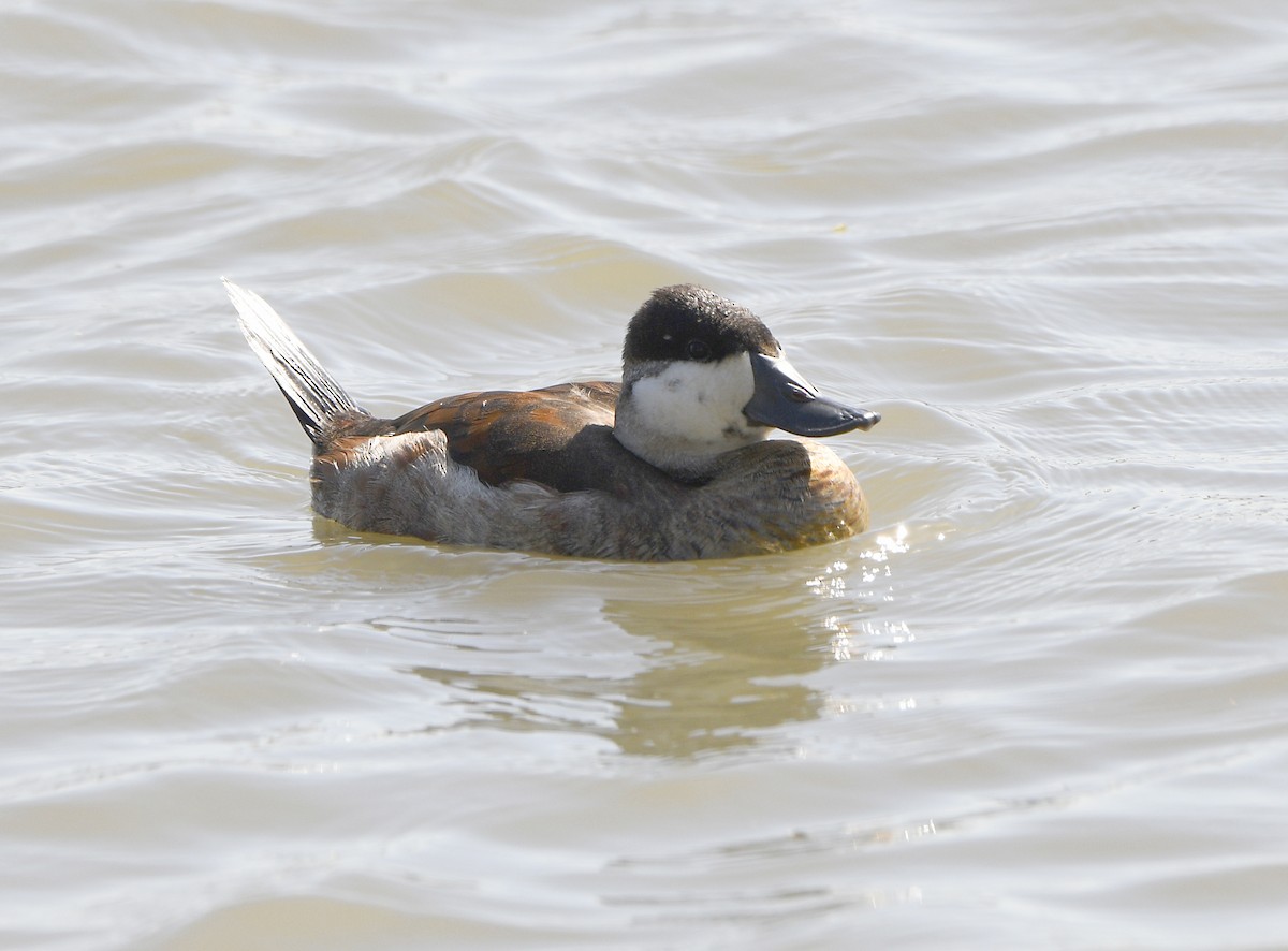 Ruddy Duck - ML642570446