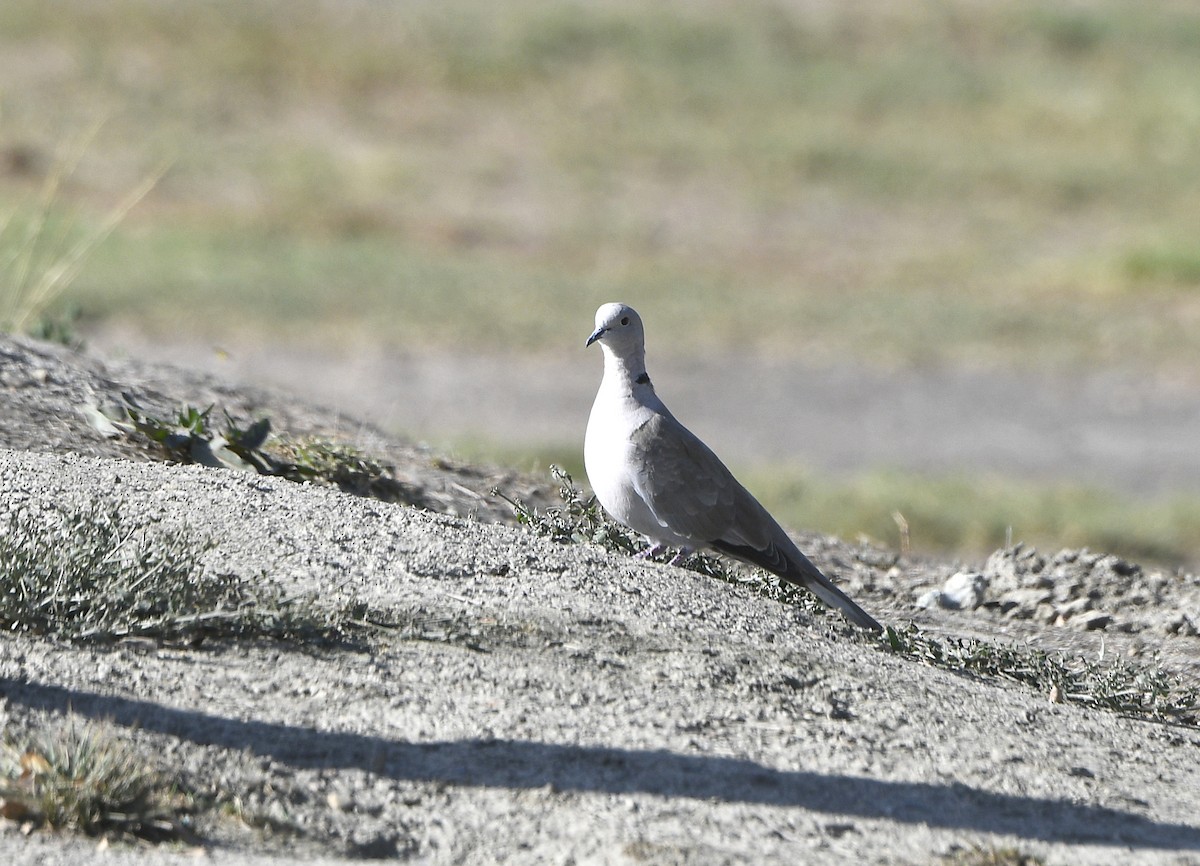 Eurasian Collared-Dove - ML642570466