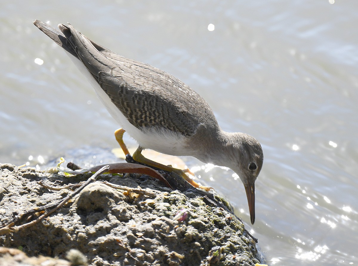 Spotted Sandpiper - ML642570469
