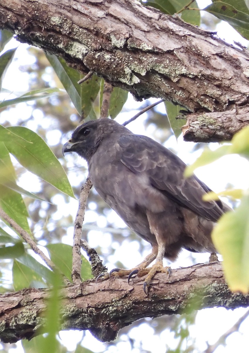 Hawaiian Hawk - ML642570471
