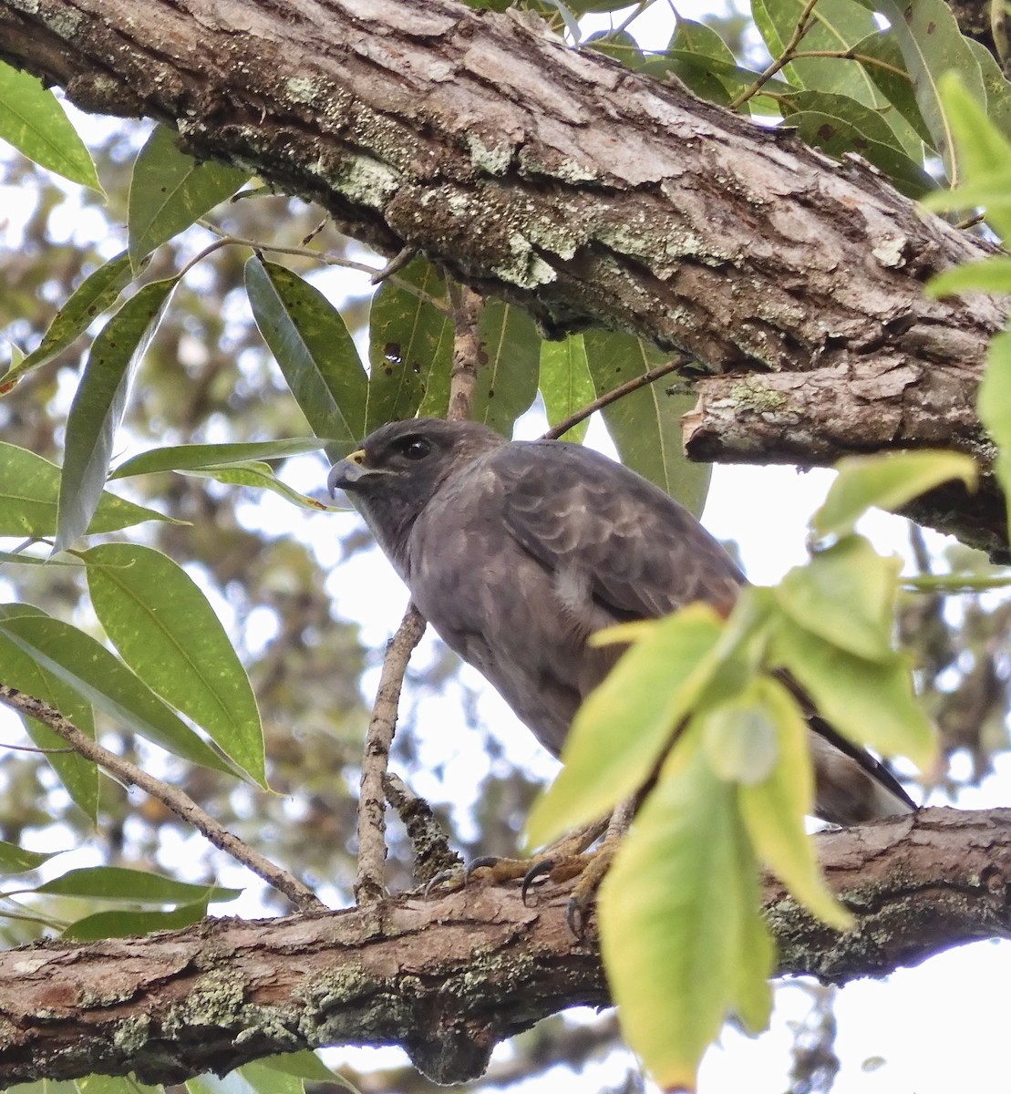Hawaiian Hawk - ML642570472