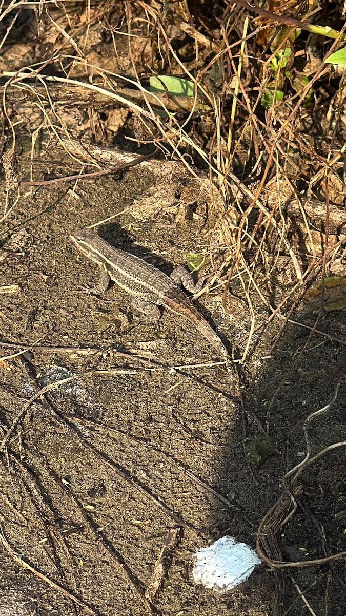 Rose-bellied Lizard - ML642570485
