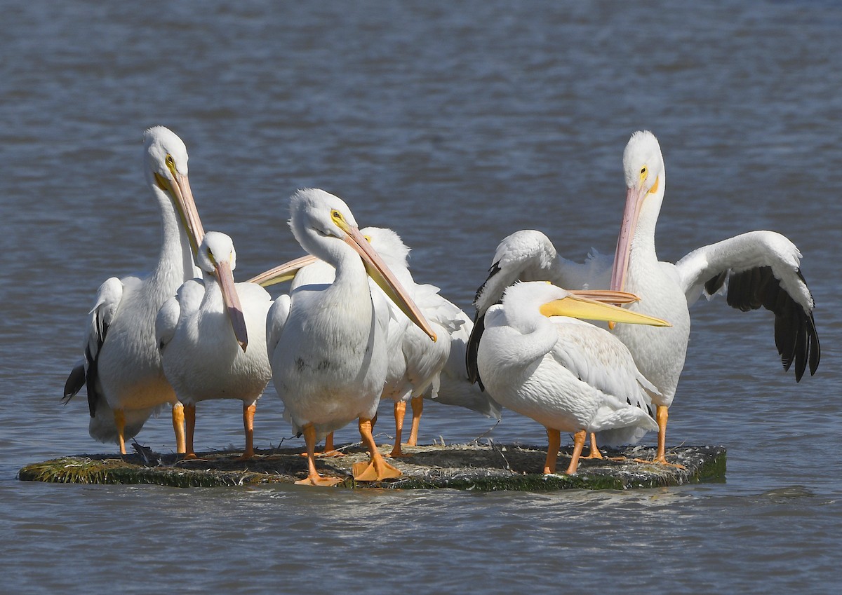 American White Pelican - ML642570488