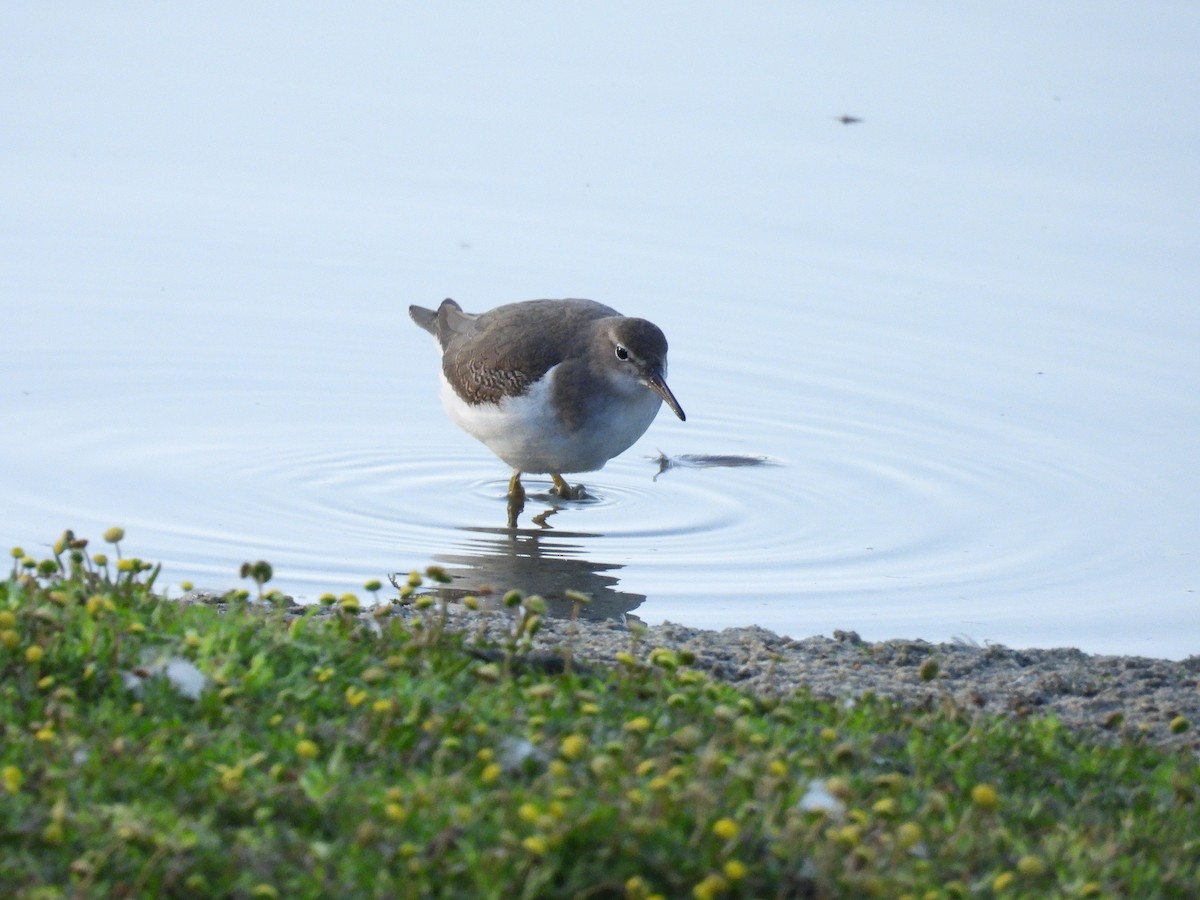 Spotted Sandpiper - ML642570492