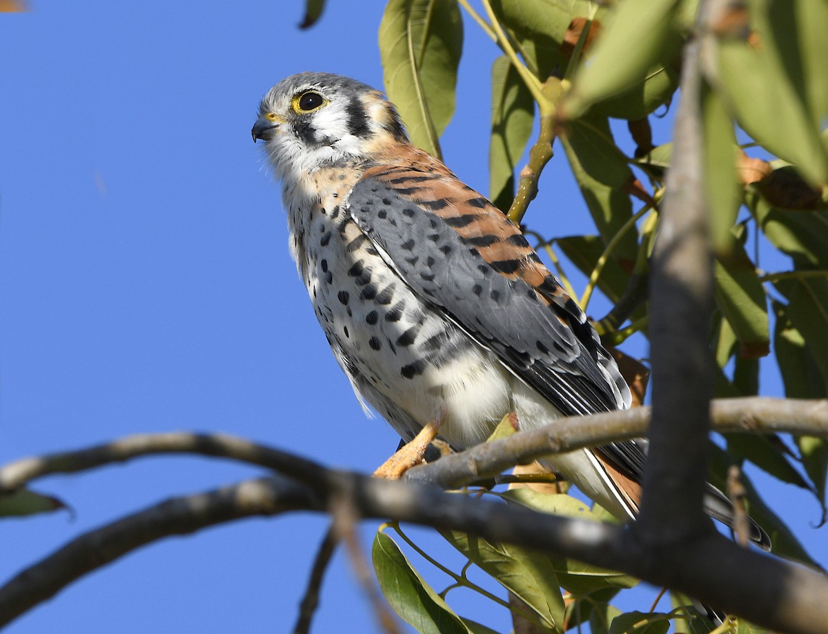 American Kestrel - ML642570493