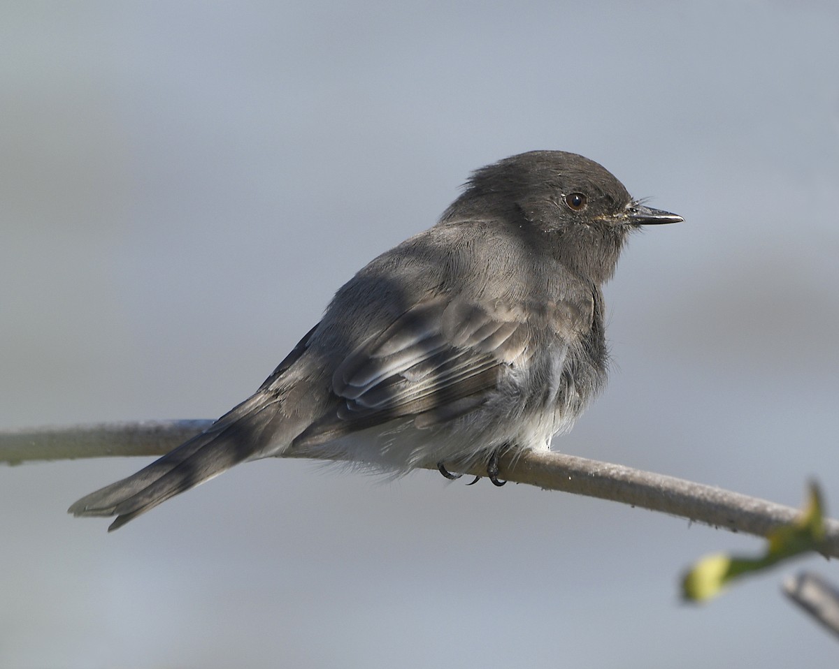 Black Phoebe - ML642570498