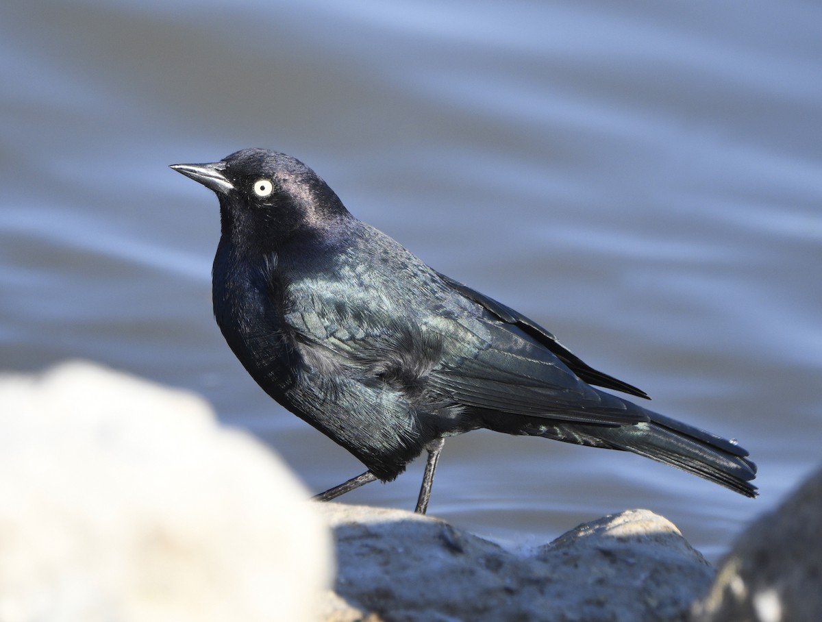 Brewer's Blackbird - ML642570504
