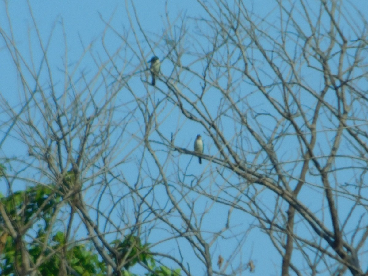 Collared Kingfisher - ML642570506