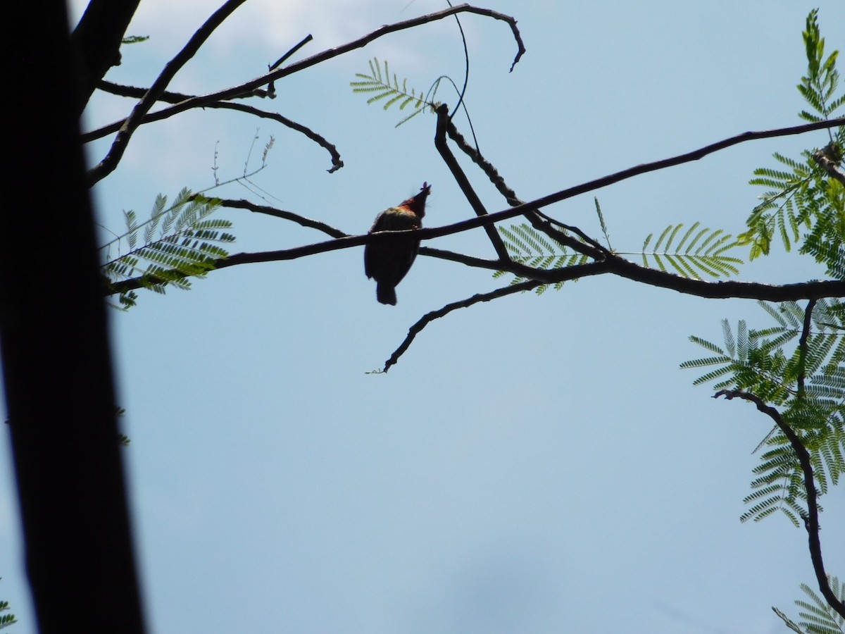 Coppersmith Barbet (Javan Red-faced) - ML642570510
