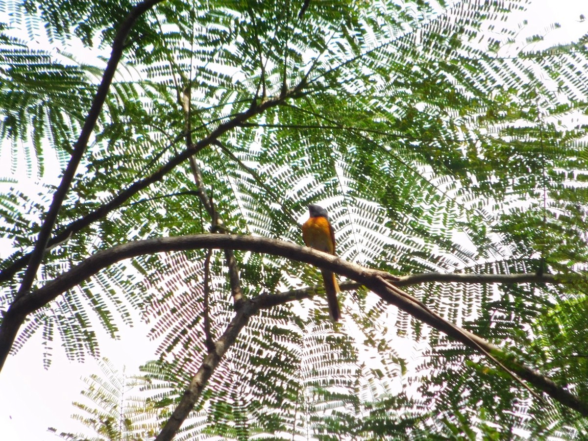 Small Minivet - ML642570511