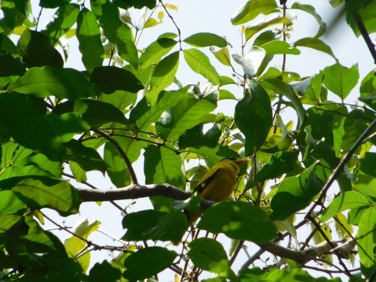 Black-naped Oriole (Sunda) - ML642570514