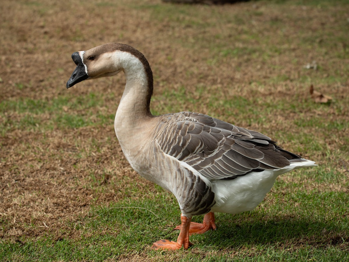 Swan Goose (Domestic type) - ML642570516