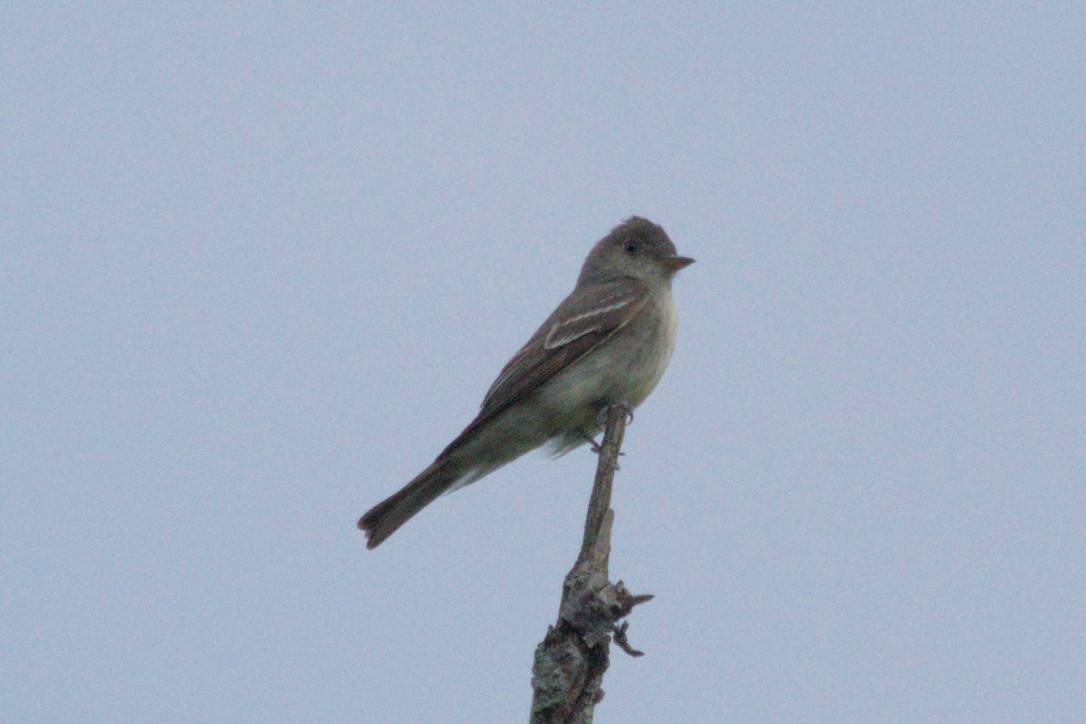 new world flycatcher sp. - ML642570521