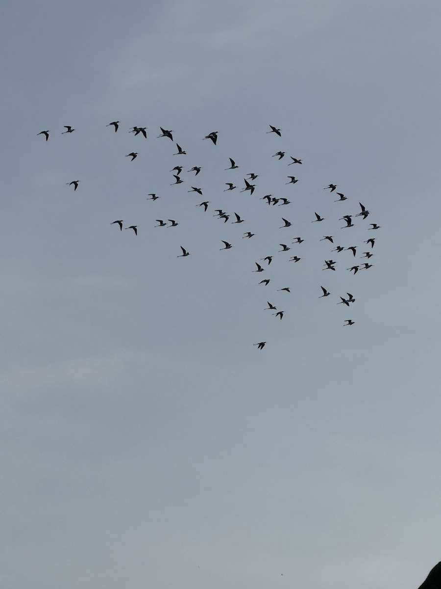 Black-necked Stilt (Black-necked) - ML642570522