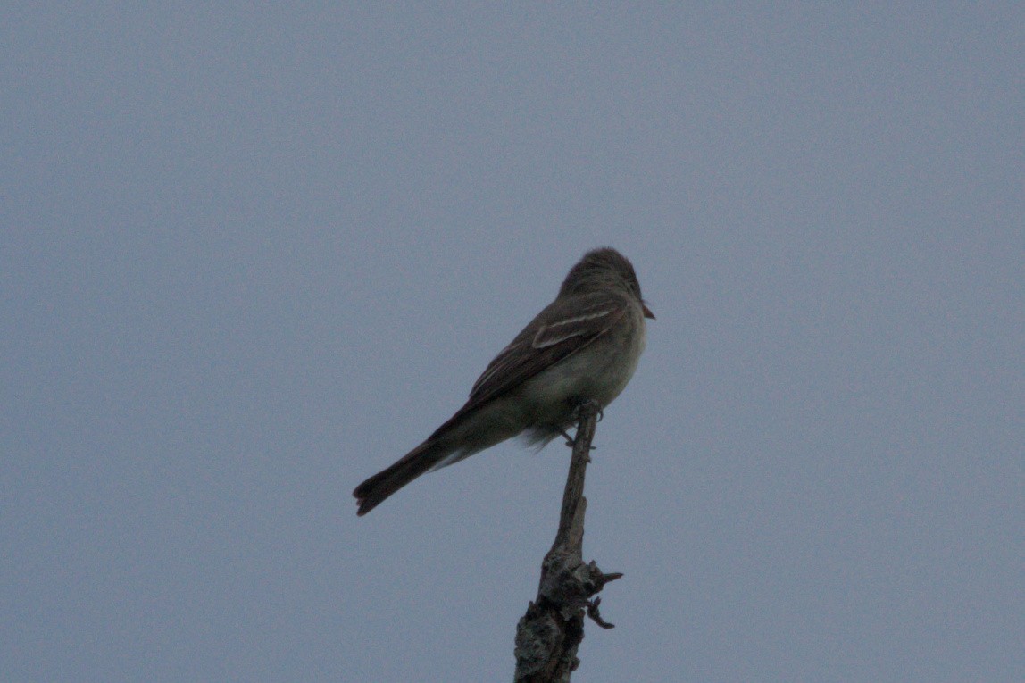 new world flycatcher sp. - ML642570523