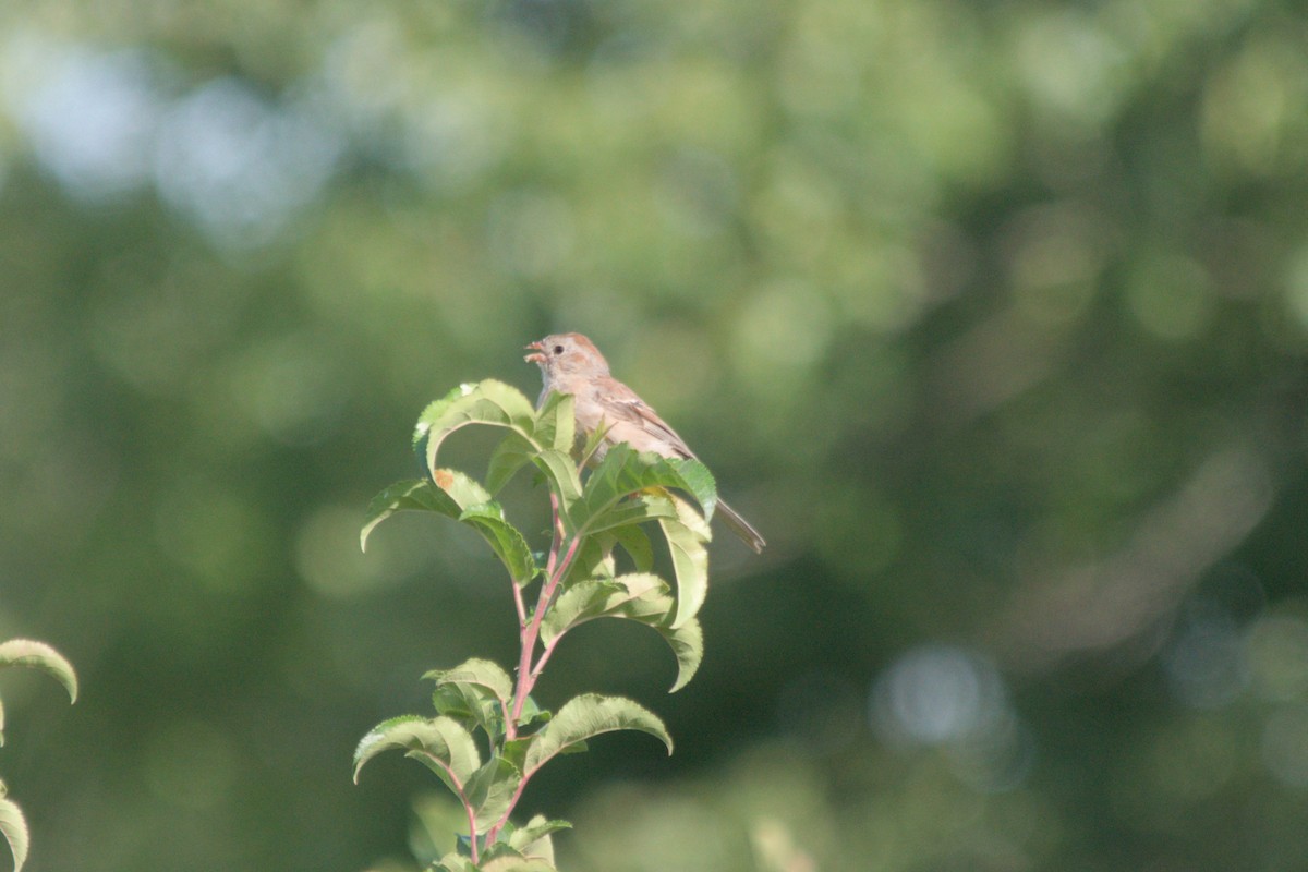 Field Sparrow - ML642570539