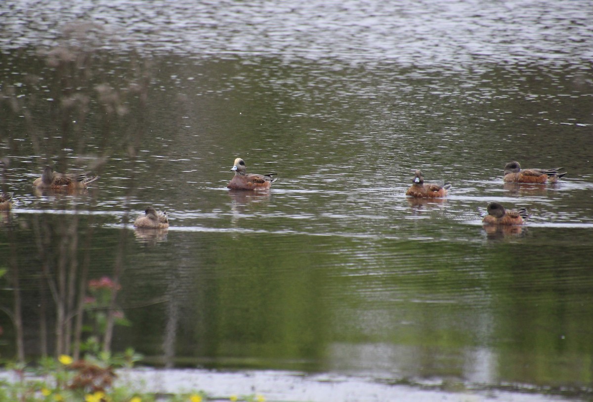 Canard d'Amérique - ML642570581