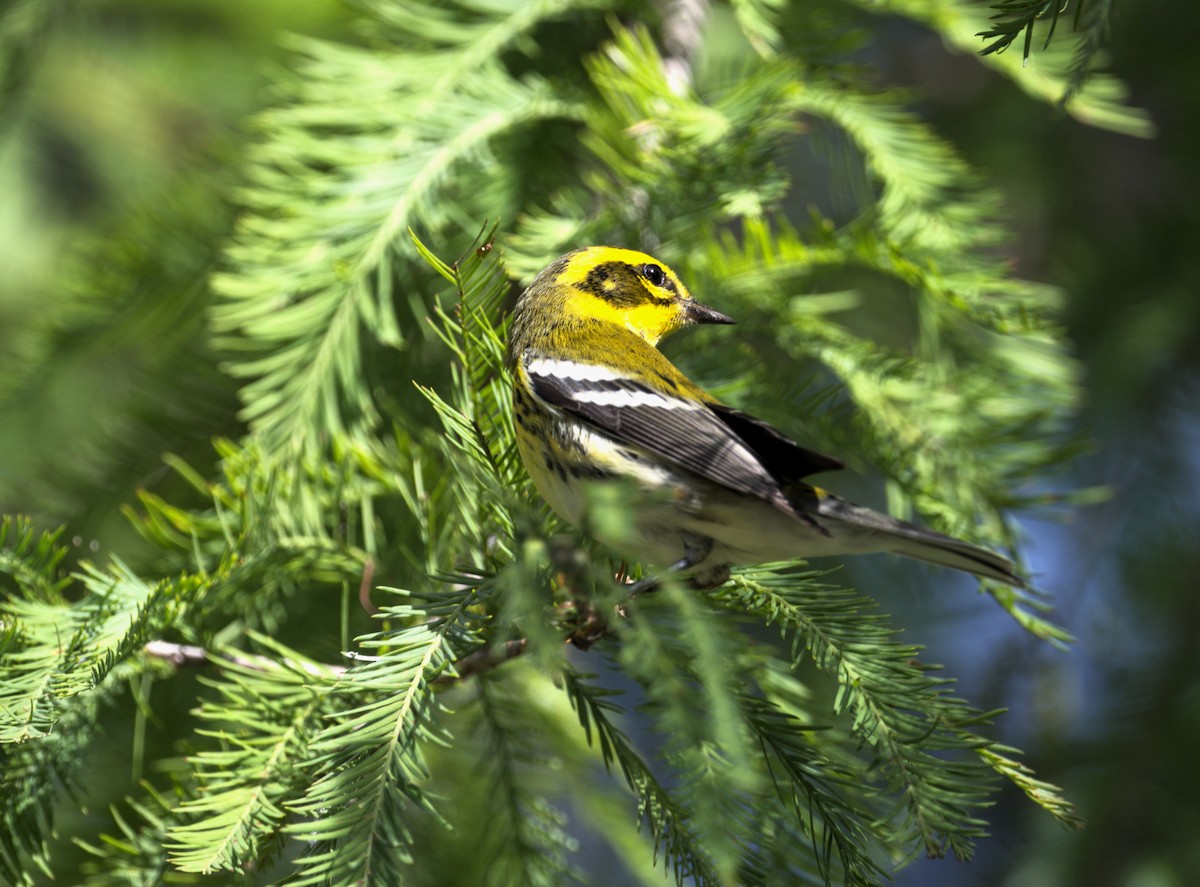 Townsend's Warbler - ML642570589