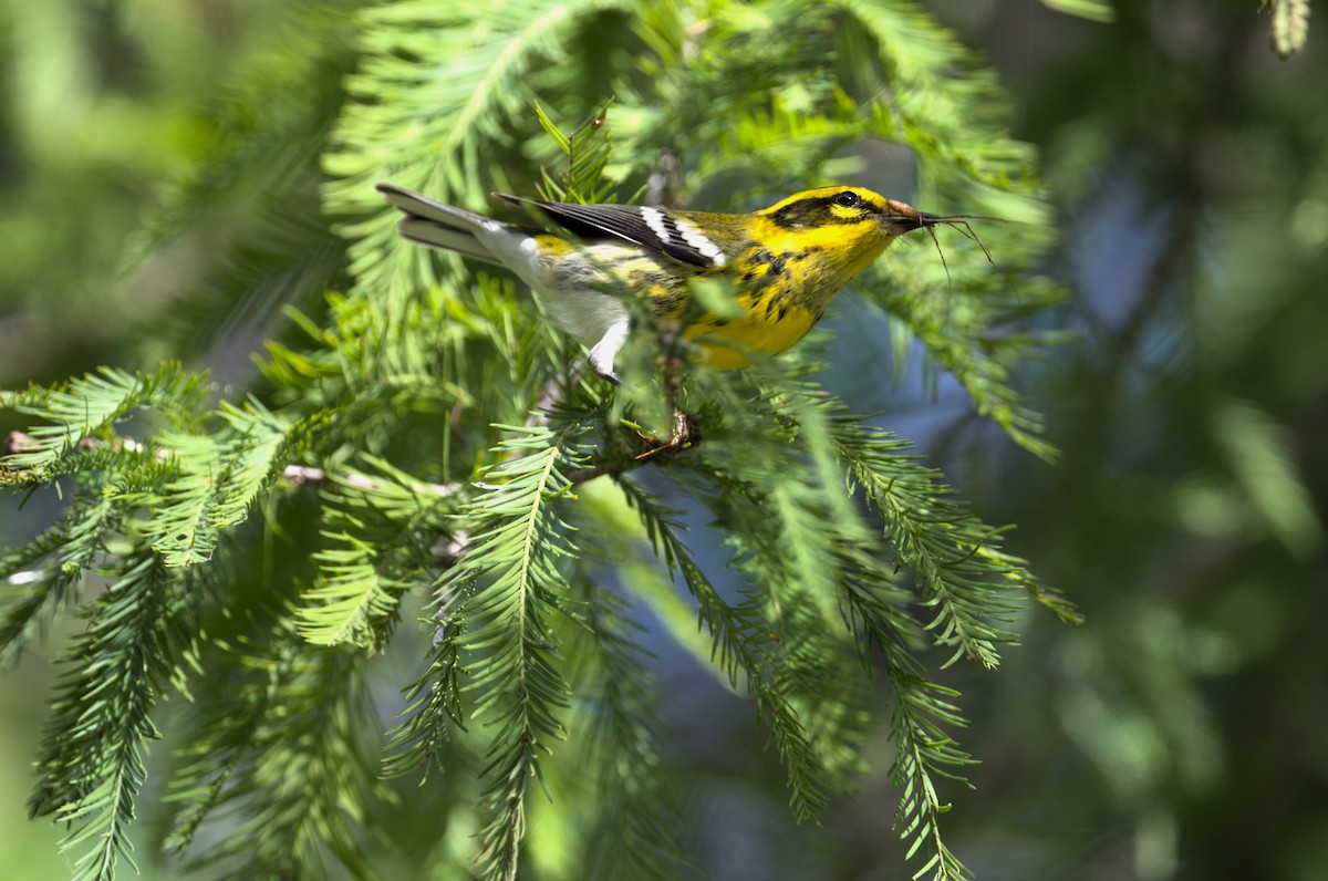 Townsend's Warbler - ML642570597