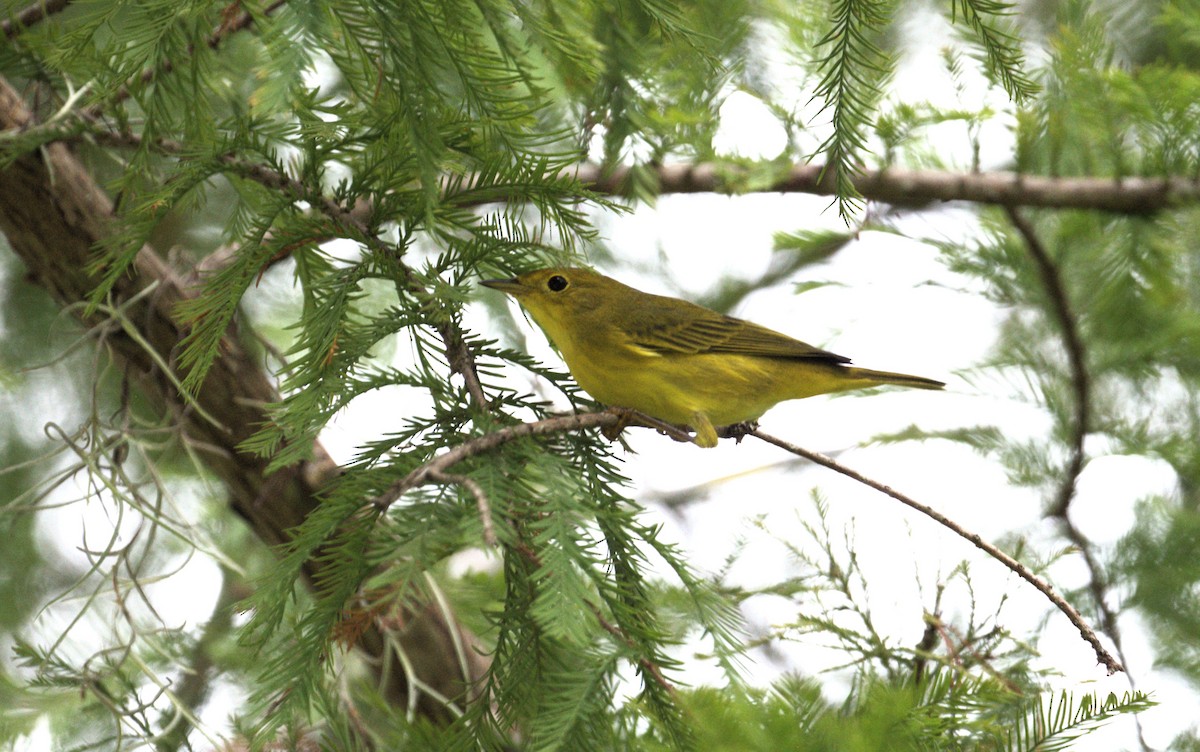 Northern Yellow Warbler - ML642570605