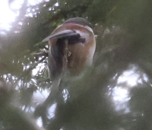 Mésange à dos marron - ML642570606