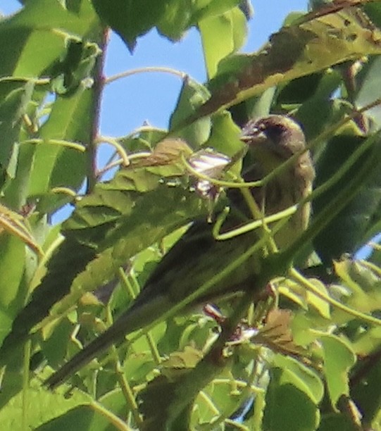 Yellow-breasted Bunting - ML642570616