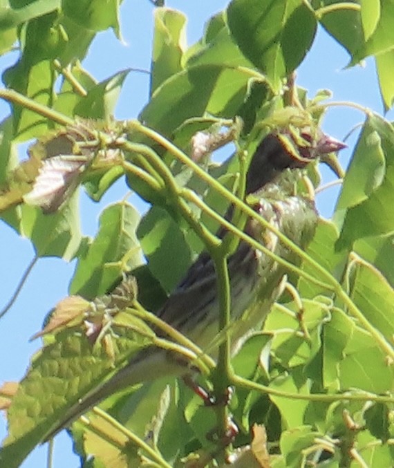 Yellow-breasted Bunting - ML642570617