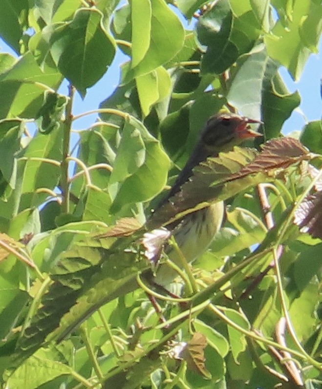 Yellow-breasted Bunting - ML642570618