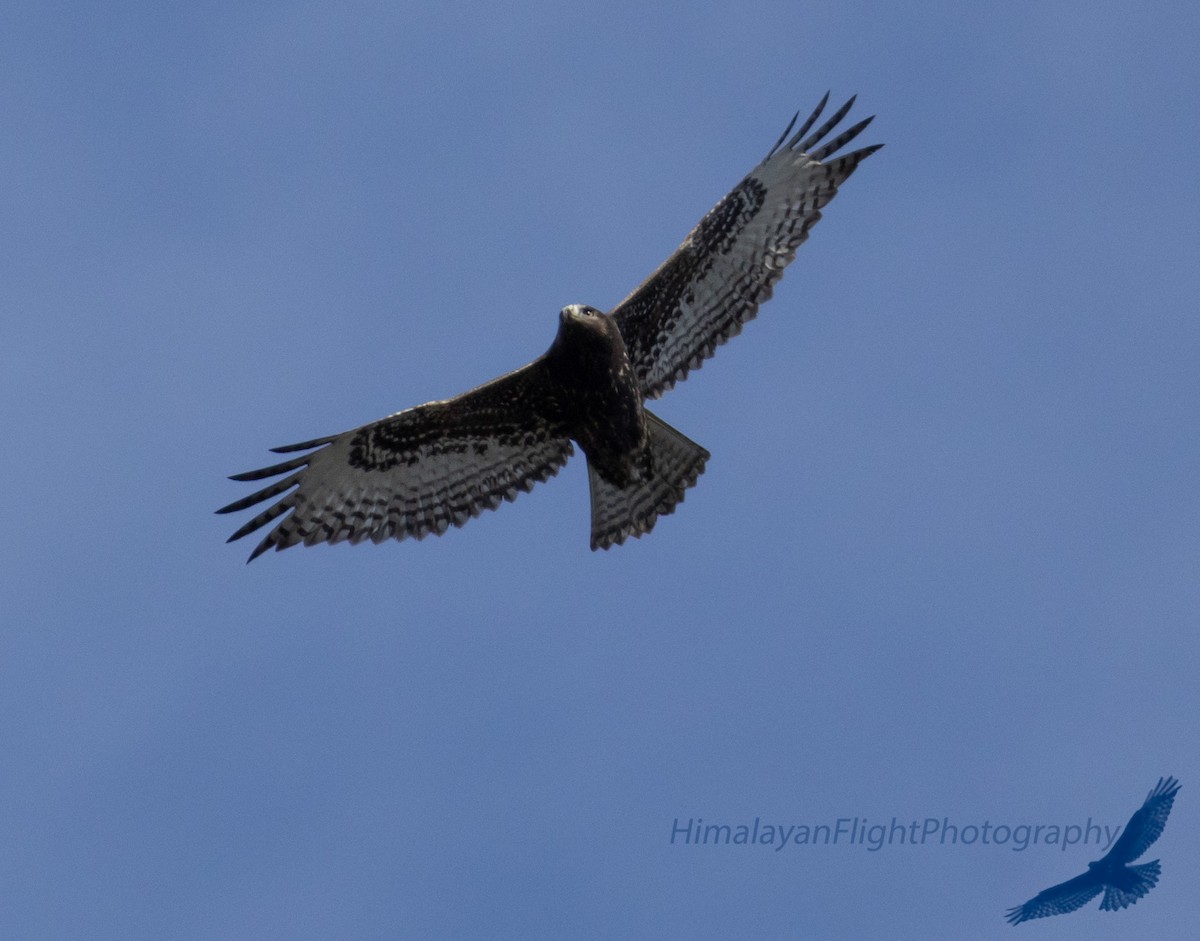 Red-tailed Hawk - ML642570643