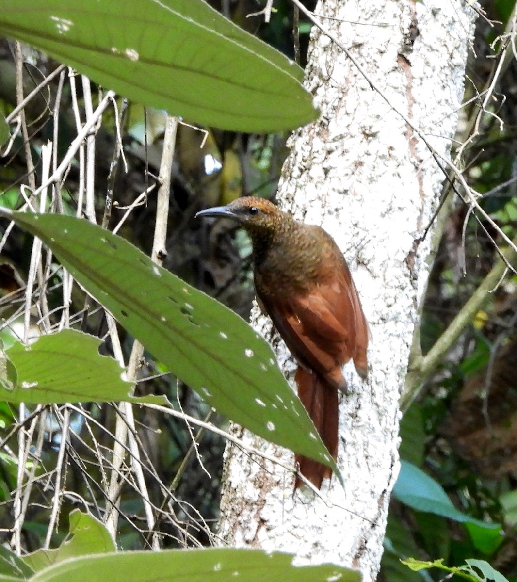 Northern Barred-Woodcreeper - ML642570647